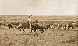 Herding Cattle In Texas In the Early Days of Cattle Driving and Free Range Texas Beef