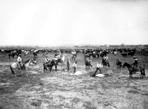 Texas Cattlemen Working The Range