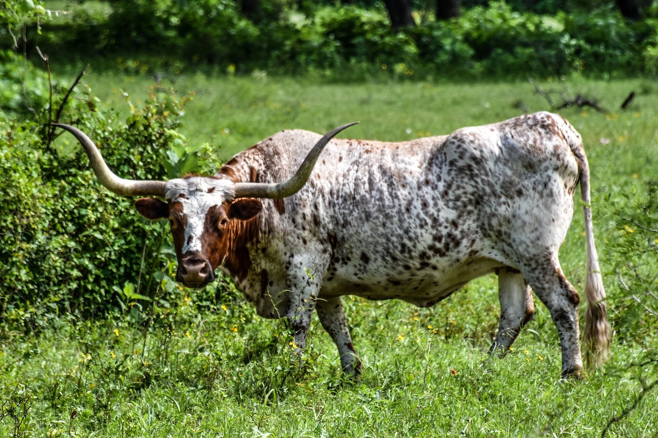 Texas Longhorn Beef on the Ranch