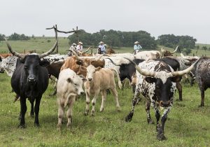 Texas Longhorn Livestock
