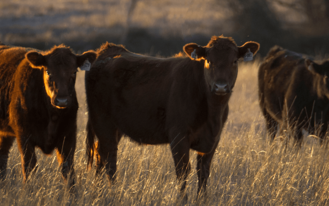 The History of Texas Cattle and Beef Production